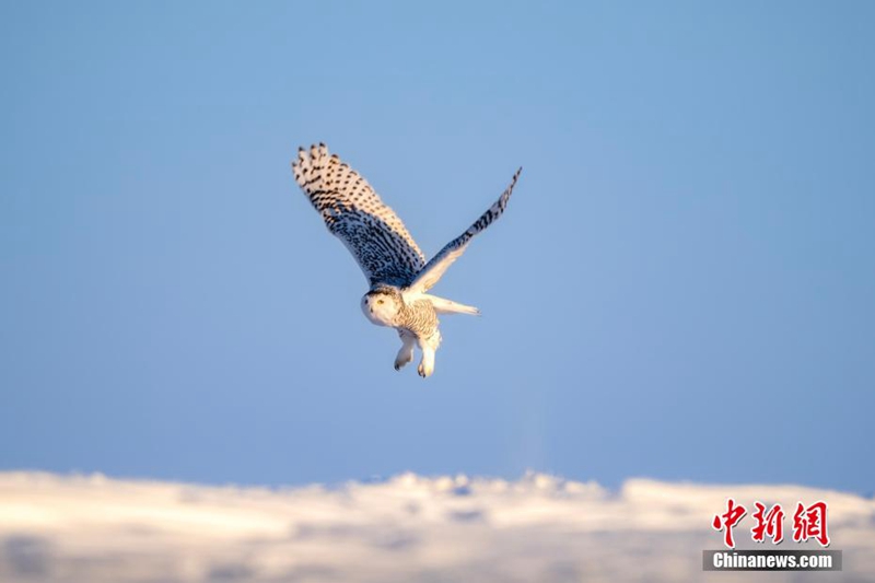 “Hedwig” di Medan Salji Hulunbuir