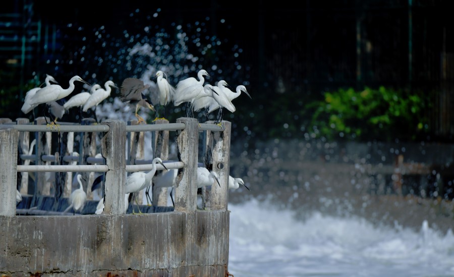 Tasik Yuandang, Habitat Bangau yang Berubah daripada Tasik Busuk