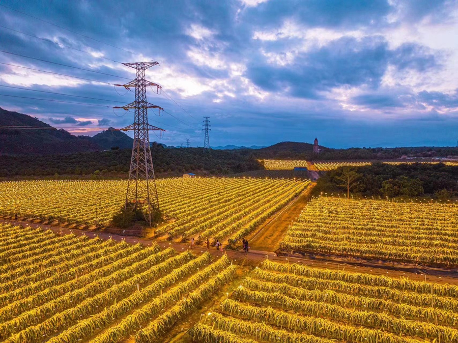 Kebun Buah Naga di Hainan Seperti Langit Berbintang