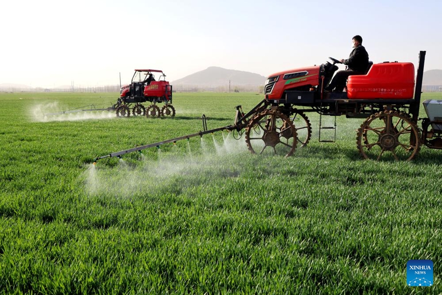 Petani membaja ladang gandum di kampung Yegangbu, pekan Shuiguo, Zaozhuang, provinsi Shandong, timur China, 19 Mac 2024. (Xinhua/Sun Zhongzhe)