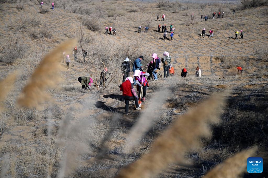 Pekerja menanam anak pokok Caragana di rizab semula jadi negara Baijitan, Lingwu, wilayah autonomi Hui Ningxia, barat laut China, 19 Mac 2024. (Xinhua/Wang Peng)