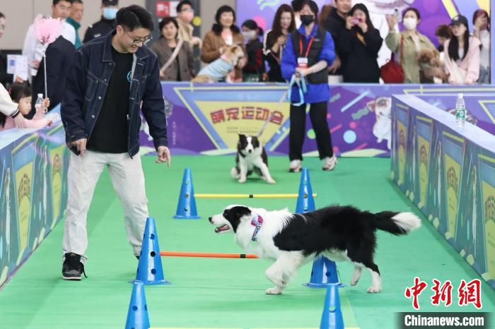 Haiwan Peliharaan Comel Kumpul di Ekspo Nanjing