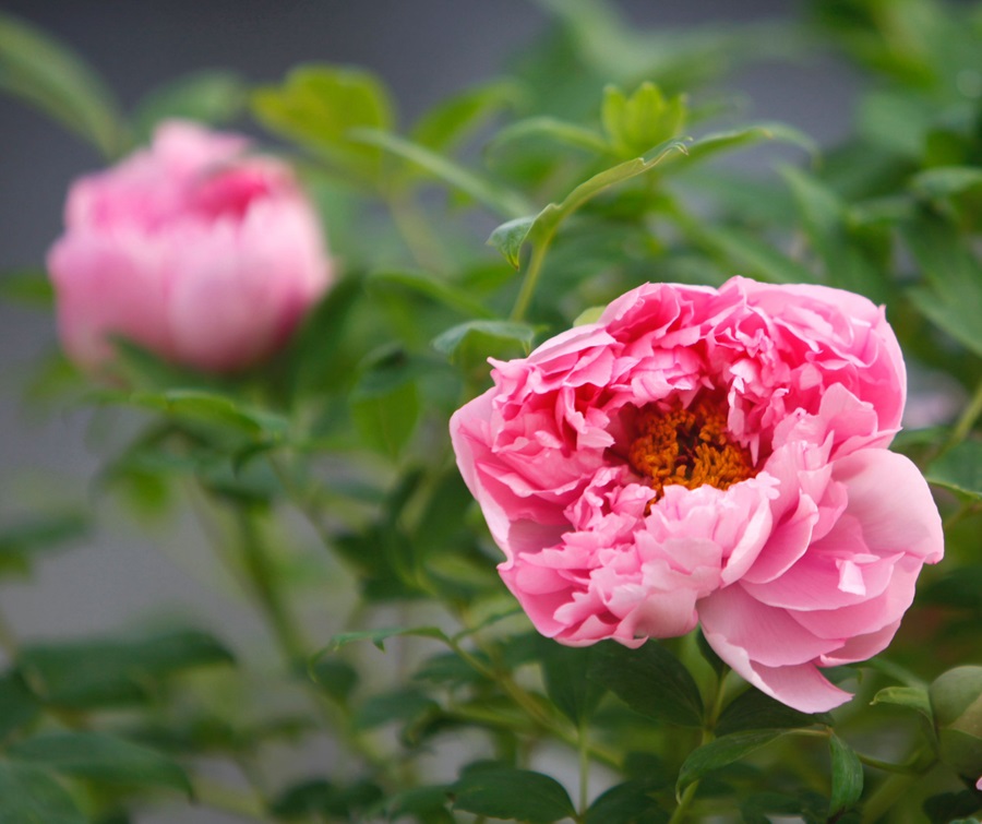 Masa Tepat untuk Hayati Bunga Peony di Luoyang