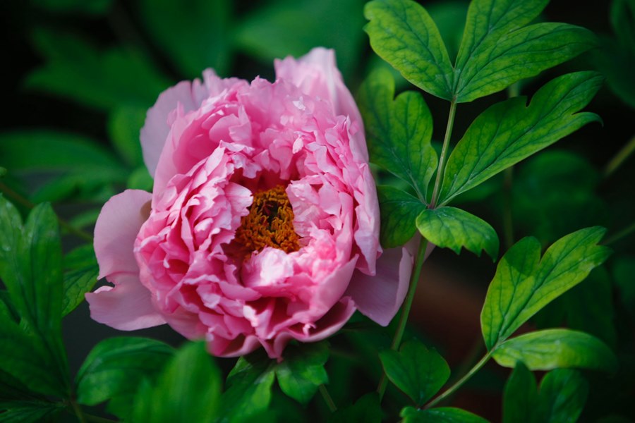 Masa Tepat untuk Hayati Bunga Peony di Luoyang