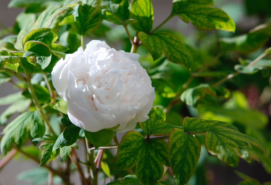 Masa Tepat untuk Hayati Bunga Peony di Luoyang