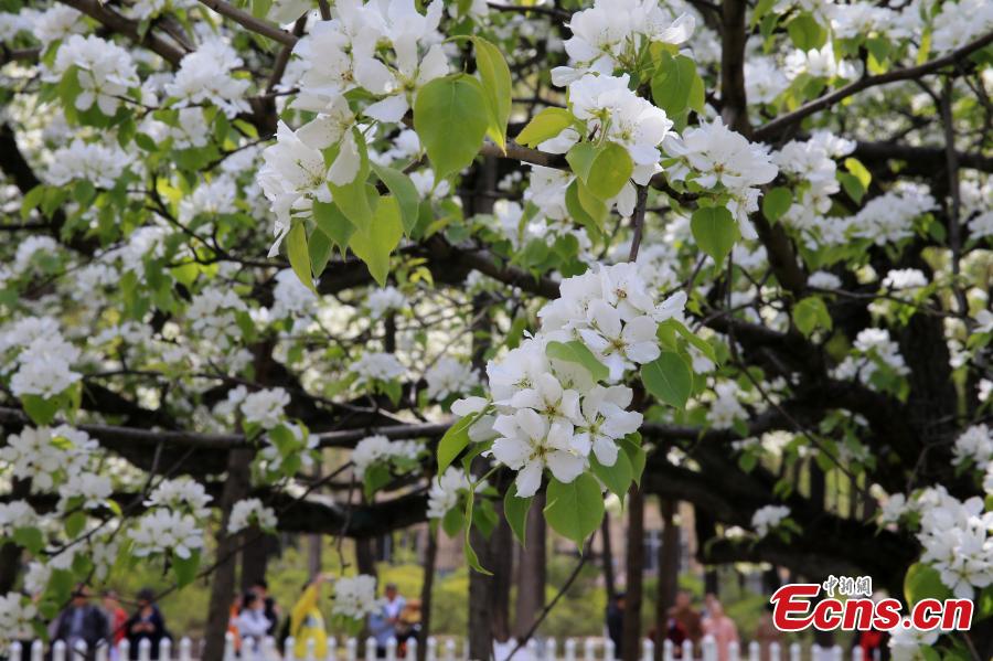 Pokok Pir Berusia 138 Tahun Berbunga Penuh di Timur Laut China