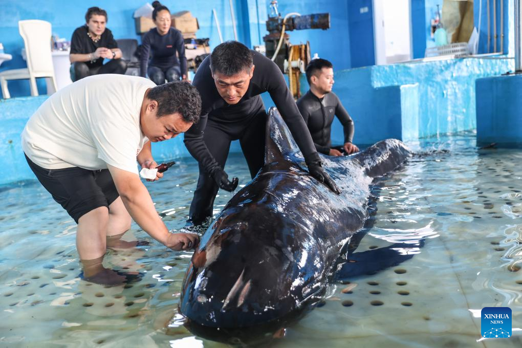 Paus yang Diselamatkan di Selatan China Pulang ke Habitat