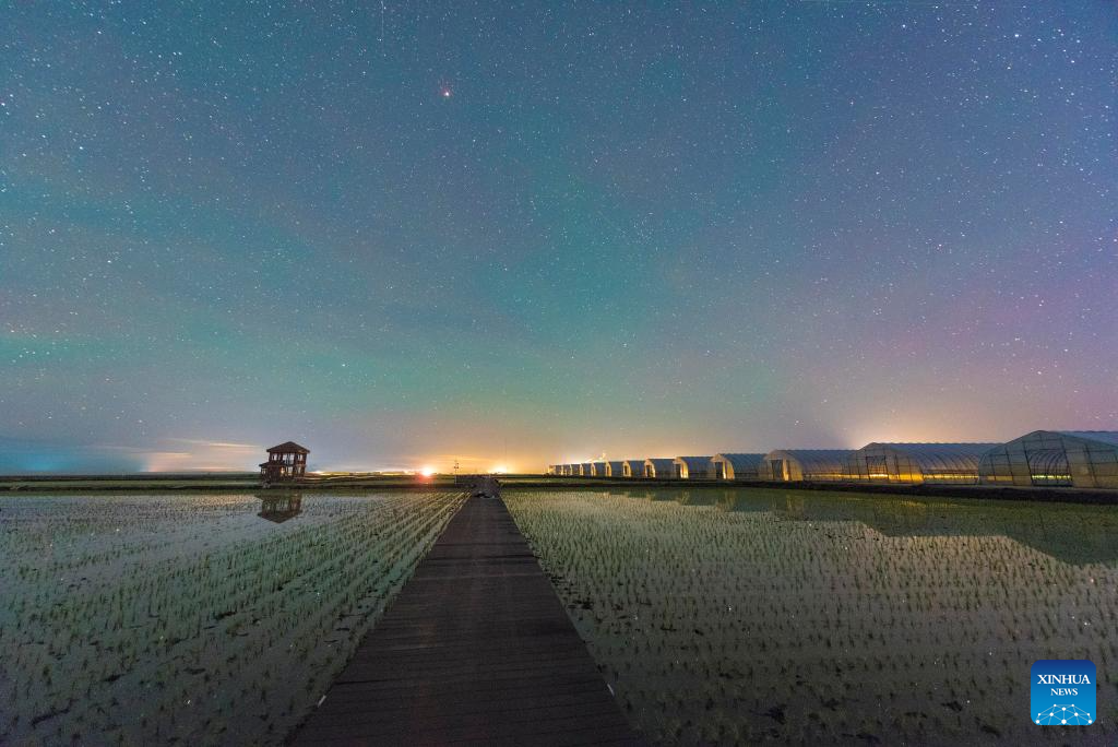 Gambar yang diambil pada 2 Jun 2024 ini memaparkan pemandangan di sawah padi di bandar Fujin, provinsi Heilongjiang, di timur laut China. Musim pindah tanam beras hampir tamat di Heilongjinag, iaitu tempat pengeluaran bijirin utama di China, yang dikenali sebagai ‘bangsal bijirin’ negara. (Xinhua/Qu Yubao)