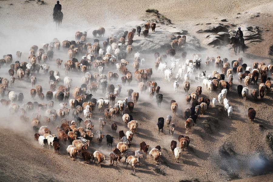 Penggembala etnik Kazak memindahkan ternakan mereka ke padang rumput musim panas di Kaunti Fuhai, Altay, Wilayah Autonomi Uygur Xinjiang, barat laut China, 5 Jun 2021. (Xinhua/Sadat)