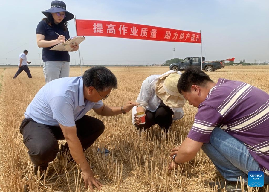 Mesin Kombin Tuai Gandum di Qingdao, Timur China