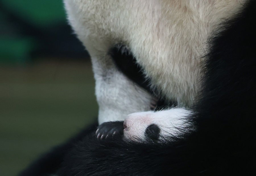 Genap Umur Setahun, Anak Panda Dirai Besar-besaran di Guangzhou