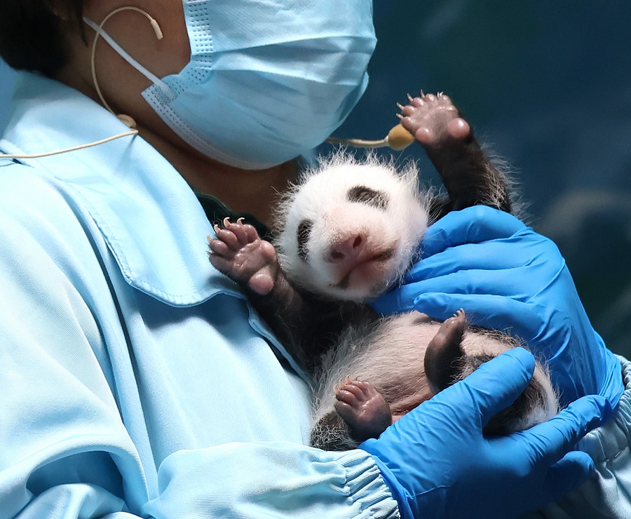 Genap Umur Setahun, Anak Panda Dirai Besar-besaran di Guangzhou