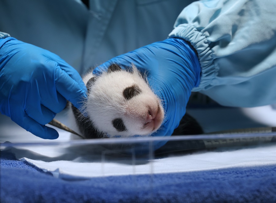 Genap Umur Setahun, Anak Panda Dirai Besar-besaran di Guangzhou