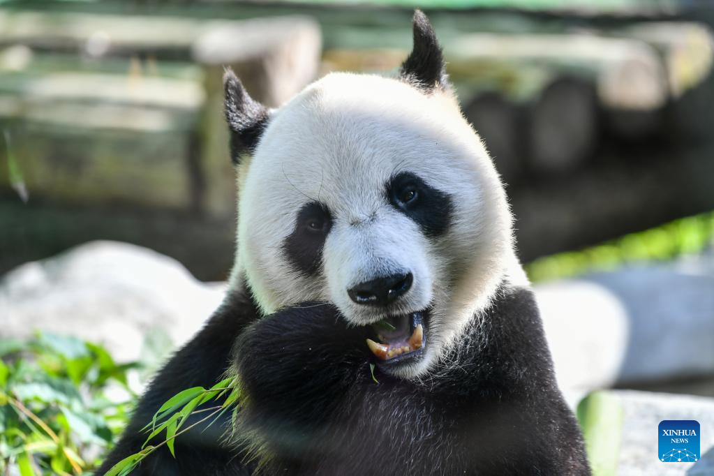 Gelagat panda gergasi, Ru Yi yang berada di Zoo Mosow, Rusia pada 31 Julai 2024. (Xinhua/Cao Yang)