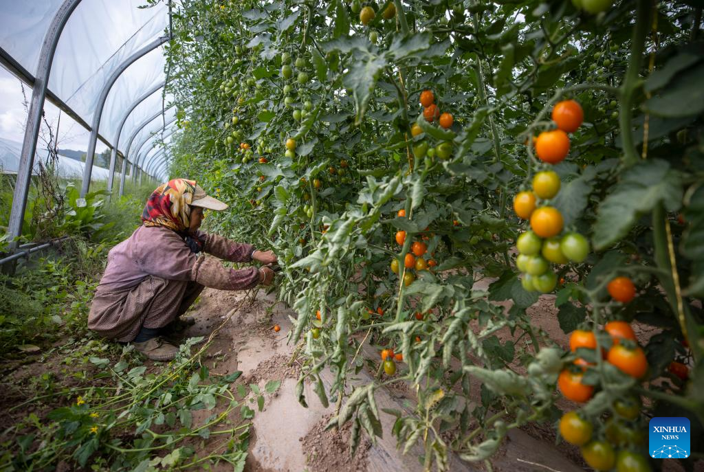 Foto seorang petani di sebuah rumah hijau pangkalan penanaman sayur di Perbandaran Shatang, Bandar Guyuan, Wilayah Autonomi Ningxia Hui, barat laut China, pada 2 Ogos 2024. Pada tahun-tahun mutakhir ini, Perbandaran Shantang telah memberi keutamaan terhadap pembangunan fasiliti pertanian dengan mengguna pakai teknologi termasuk bioteknologi cacing tanah dan bioteknologi jerami untuk meningkatkan pengeluaran sayur-sayuran. (Xinhua/Yang Zhisen)