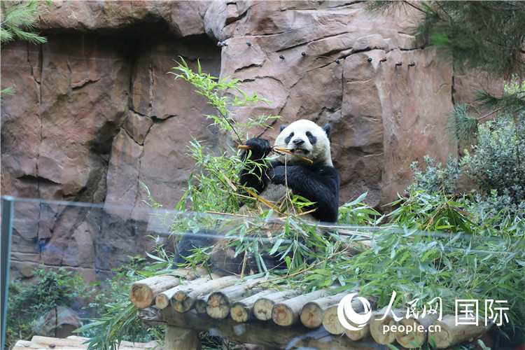 Panda Gergasi Yun Chuan, Xin Bao Buat Penampilan Sulung di AS