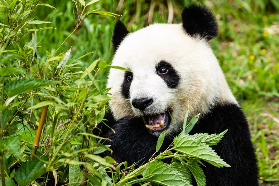 Foto panda gergasi, Meng Meng di Zoo Berlin, ibu negara Jerman pada 28 Mei 2020. (Foto Binh Truong/Xinhua)