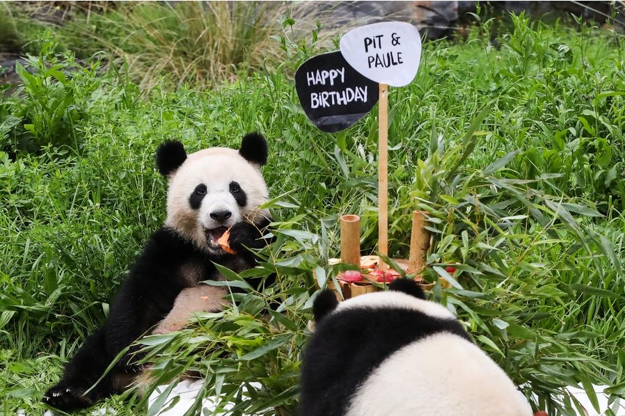 Meng Meng (kiri) sedang menikmati ‘kek hari jadi’ di Zoo Berlin, ibu negara Jerman pada 31 Ogos 2021. (Xinhua/Shan Yuqi)