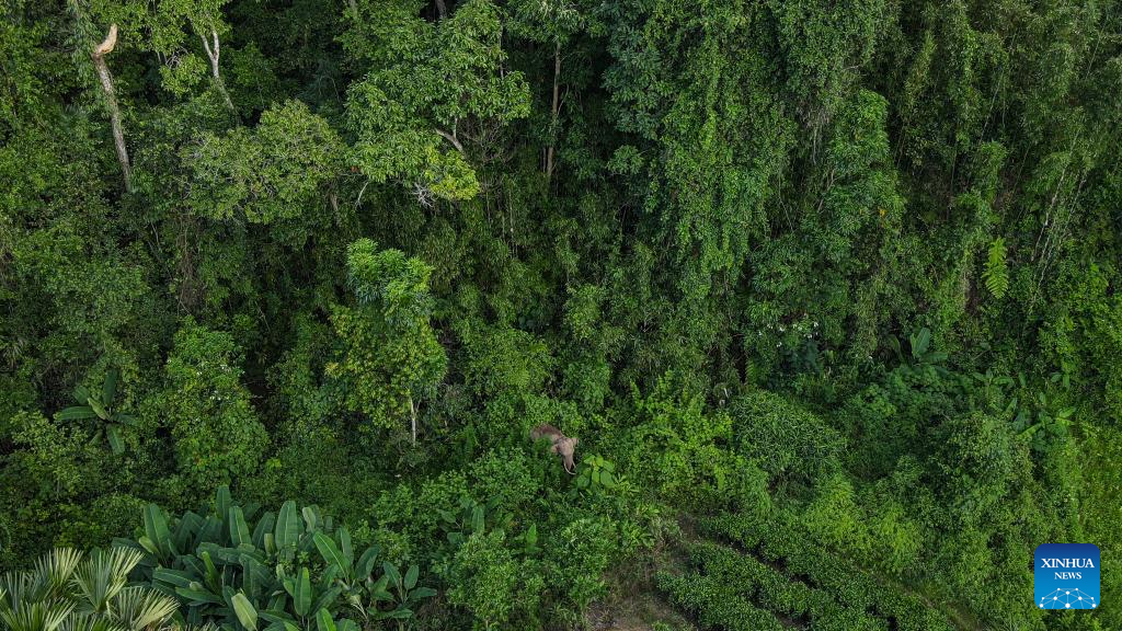 Foto yang diambil menggunakan dron pada 26 Julai 2024 ini memperlihatkan A Bao di kawasan Mengyang di Xishuangbanna di Wilayah Autonomi Xishuangbanna Dai, Provinsi Yunnan. (Xinhua/Hu Chao)