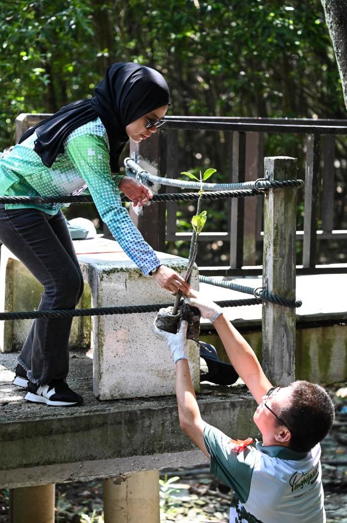 Kakitangan syarikat China dan Malaysia mengedarkan anak-anak pokok bakau di Selangor, Malaysia, 15 Ogos 2024. (Xinhua/Cheng Yiheng)