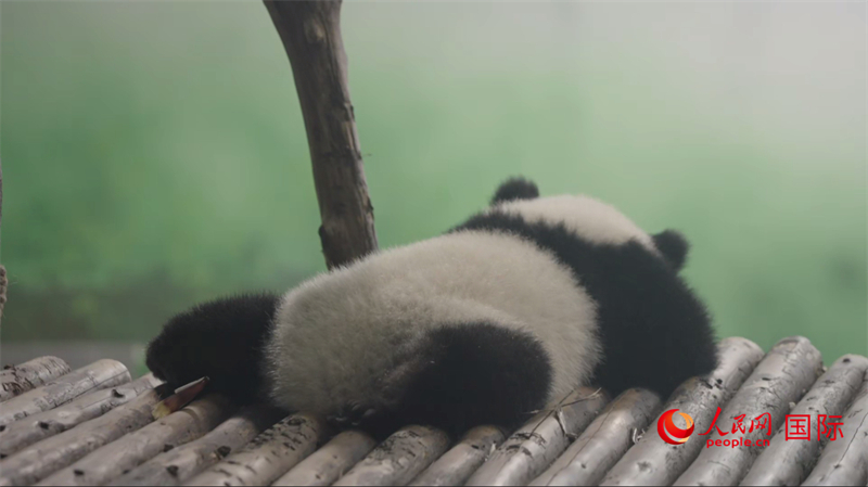 Foto menunjukkan seekor panda di Pangkalan Penyelidikan Chengdu Pembiakan Panda Gergasi. (People’s Daily Online/Zhang Rong)