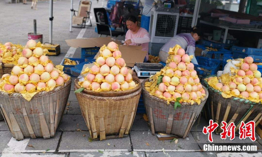 Foto buah pic dari daerah Fenghua di bandar Ningbo, Provinsi Zhejiang, timur China. (Foto/Yu Yafei)