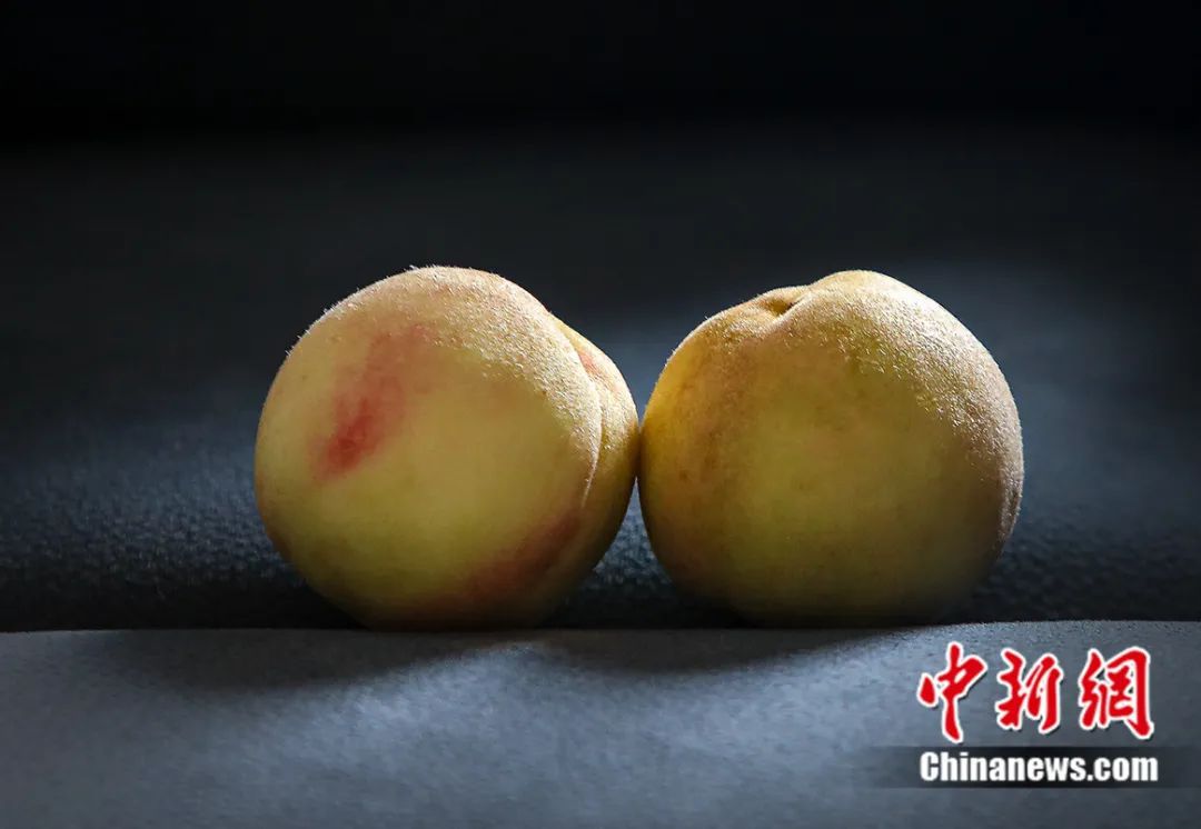 Foto buah pic dari daerah Fenghua di bandar Ningbo, Provinsi Zhejiang, timur China. (Foto/Wu Hongwei)