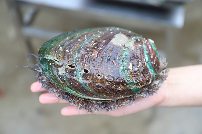 Foto menunjukkan seekor abalone di kaunti Lianjiang, Provinsi Fujian, tenggara China.