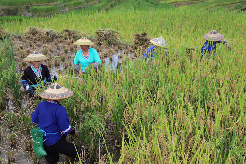 Penduduk kampung menuai padi di Kaunti Autonomi Rongshui Miao di Wilayah Autonomi Guangxi Zhuang di selatan China. (Foto/Huang Cheng)