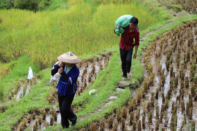 Penduduk kampung memikul beras yang telah dibanting di pinggir ladang di Kaunti Autonomi Rongshui Miao di Wilayah Autonomi Guangxi Zhuang di selatan China. (Foto/Huang Cheng)