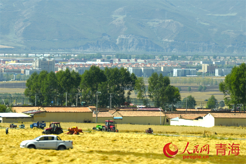 Biji serai dan barli tanah tinggi yang sedia untuk dituai pada bulan September di Kaunti Autonomi Menyuan Hui, Wilayah Autonomi Tibet Haibei, Provinsi Qinghai di barat laut China. (People’s Daily Online/Gan Haiqiong)