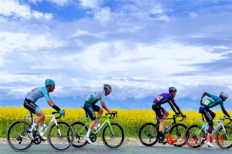 Penunggang basikal mengayuh melalui ladang biji sesawi semasa perlumbaan Tour of Qinghai Lake di Provinsi Qinghai, barat laut China. (People’s Daily Online/Gu Feifei)