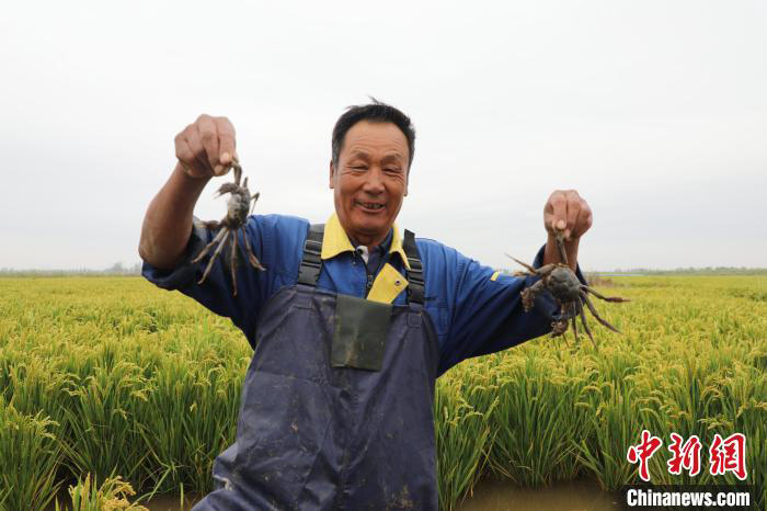 Ketam Sawah antara Hasil 3,000 Ekar Tanah Tandus Hebei