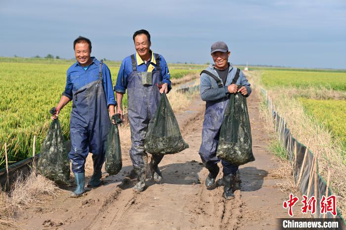 Ketam Sawah antara Hasil 3,000 Ekar Tanah Tandus Hebei