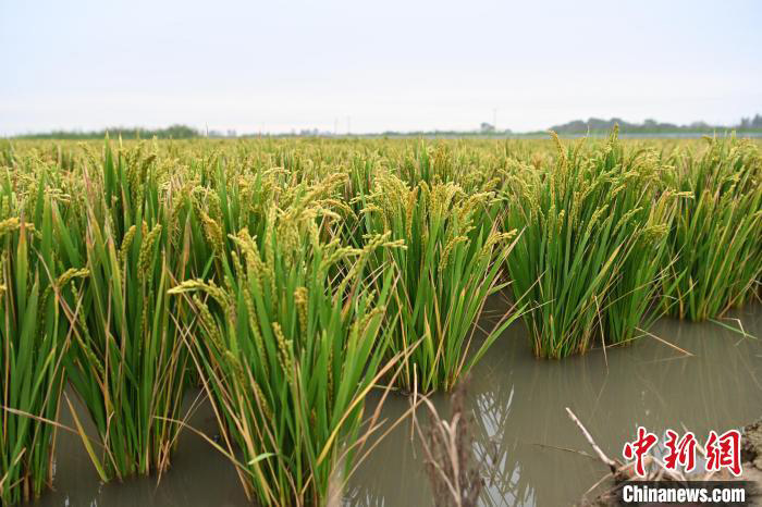 Ketam Sawah antara Hasil 3,000 Ekar Tanah Tandus Hebei