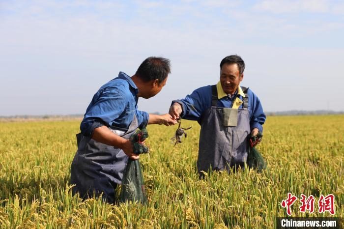 Ketam Sawah antara Hasil 3,000 Ekar Tanah Tandus Hebei