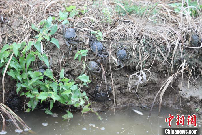 Ketam Sawah antara Hasil 3,000 Ekar Tanah Tandus Hebei