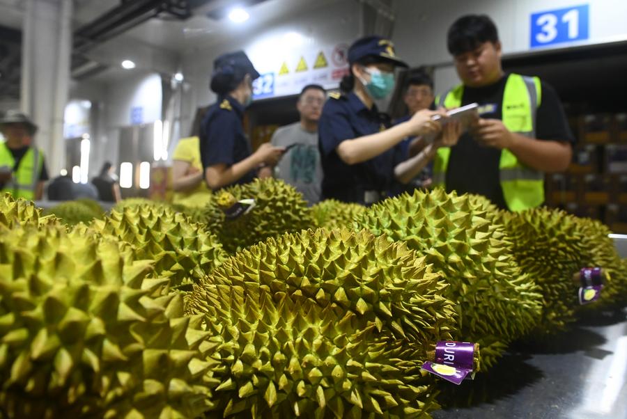 Kakitangan kastam sedang memeriksa durian yang diimport di Pelabuhan Youyiguan di Bandar Pingxiang, Wilayah Autonomi Guangxi Zhuang, selatan China, 26 Ogos 2024. (Xinhua/Lu Boan)