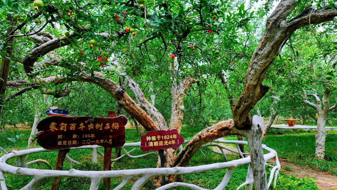 Foto menunjukkan pokok delima berusia 200 tahun di sebuah kebun delima purba di bandar Mengzi, provinsi Yunnan, barat daya China. (Foto/He Xinwen)