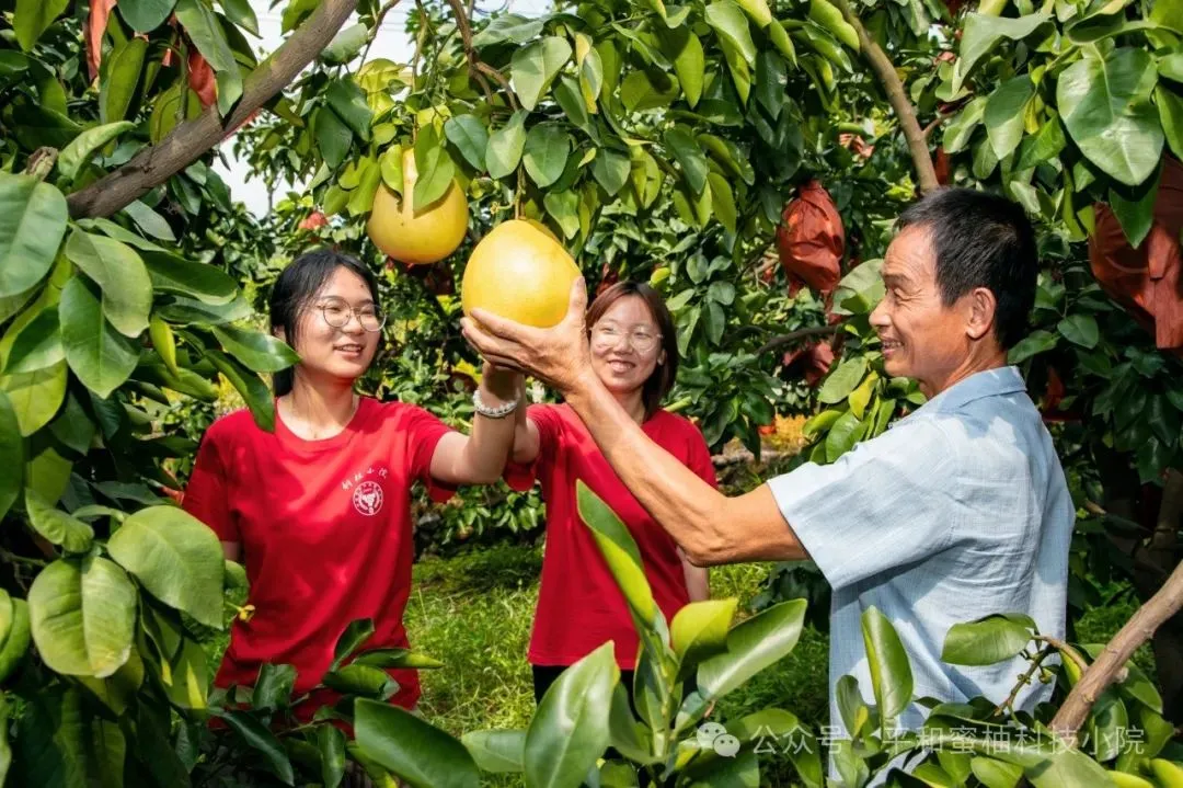 Seorang petani limau abung madu memeriksa pertumbuhan buah di sebuah kebun bersama para pelajar dari program praktik dan bantuan pertanian Science and Technology Backyard (STB) di kaunti Pinghe, provinsi Fujian, tenggara China. (Foto ihsan akaun WeChat STB di kaunti Pinghe)