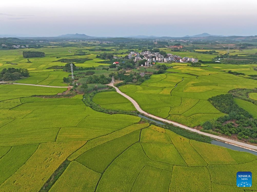 Landskap Ladang di Pekan Sicun, Guangxi