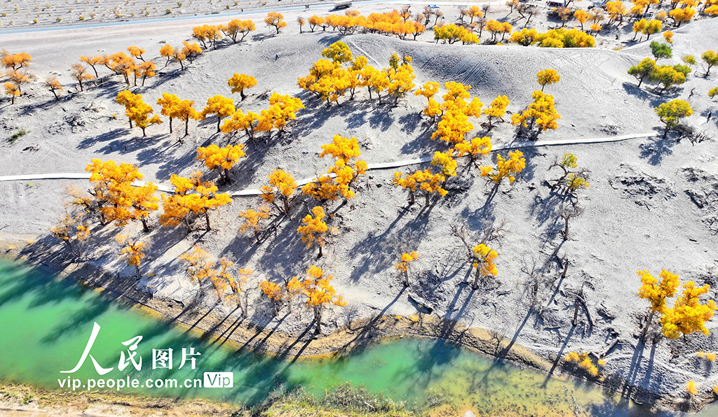 Pemandangan Hutan Emas di Mongolia Dalam