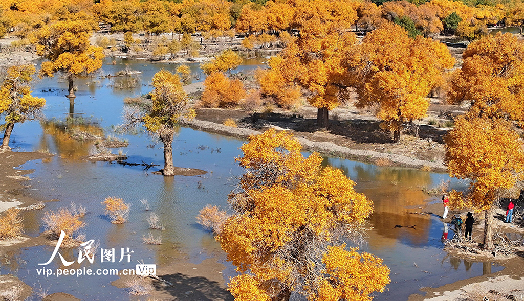 Pemandangan Hutan Emas di Mongolia Dalam