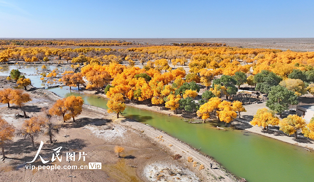 Pemandangan Hutan Emas di Mongolia Dalam