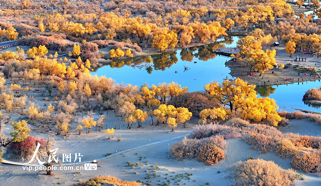 Pemandangan Hutan Emas di Mongolia Dalam